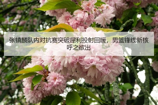 zhang-zhen-lin-dui-nei-dui-kang-sai-tu-po-xi-li-tou-she-hui-nuan-nan-lan-feng-xian-xin-he-hu-zhi-yu-chu-3-524.jpg